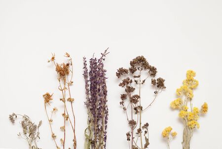 Healing properties of herbs in cooking and treatment in folk medicine. Place for the text.の写真素材