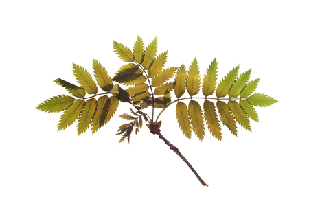 Dried plants for a herbarium on white background isolated.の写真素材