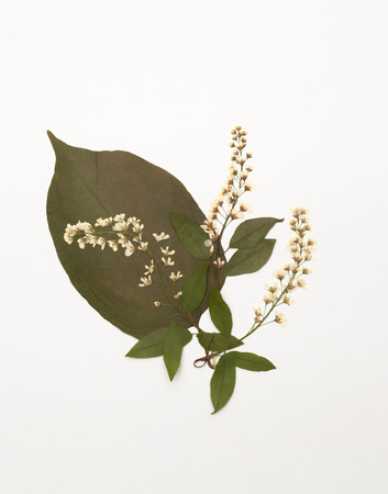 Drafting decorative patterns from dried plants and flowers. Place for text.