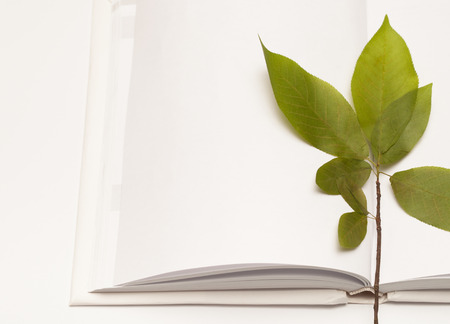 Drafting decorative patterns from dried plants and flowers. Place for text.の写真素材