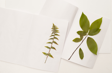 Drafting decorative patterns from dried plants and flowers. Place for text.の写真素材