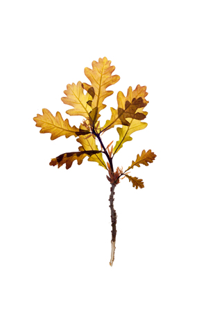 Dried plants for a herbarium on white background isolated.の写真素材
