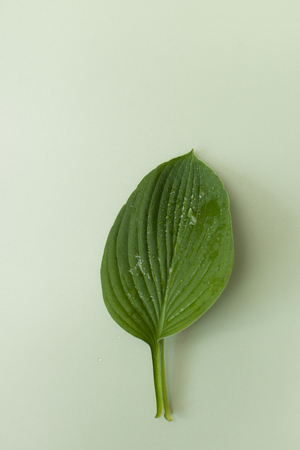 A large tropical green leaf on a green background. Place for the text.の写真素材