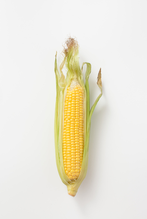 Botanical illustration of a brown ear of corn on white. The view from the top.の写真素材
