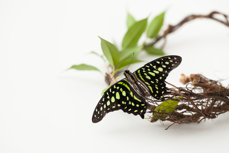 The butterfly is black with green spots on a white background. Place for text.の写真素材