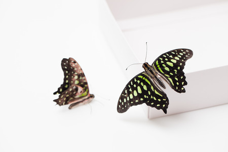 The butterfly is black with green spots on a white background. Place for text.の写真素材