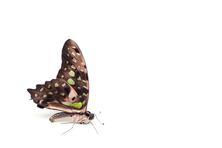 The butterfly is black with green spots on a white background. Place for text.の写真素材