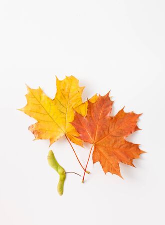 Background image of autumn leaves. The template for the background.の写真素材