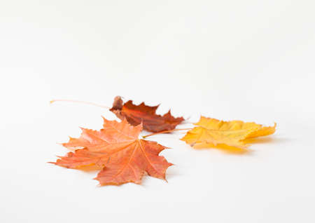 Background image of autumn leaves. The template for the background.の写真素材