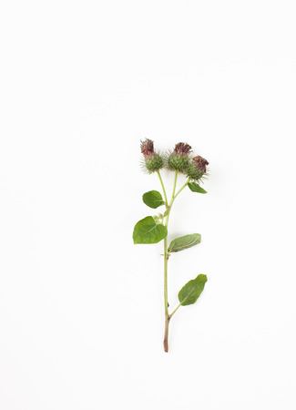 The recipes of herbs in cosmetics and treatment. The background image place for text.の写真素材