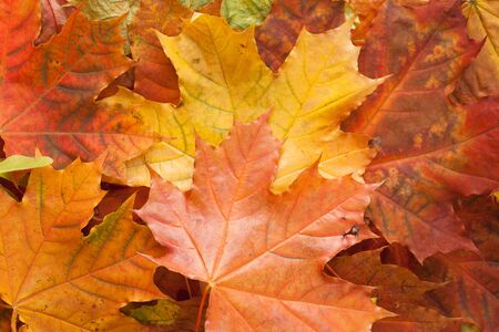 Background image of autumn leaves. The template for the background.