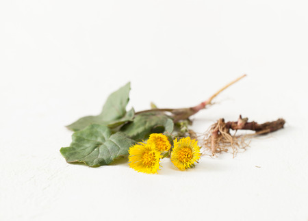 Medicinal plants of spring in folk medicine. Primroses for immunity and in recipes of cookery. Copy...