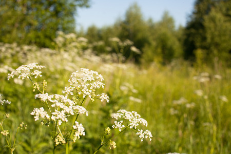 Background image of the forest edge. Place for text.の写真素材
