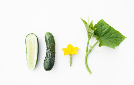Young cucumbers with a sprig on a white background . Growing cucumbers. Background image.の写真素材