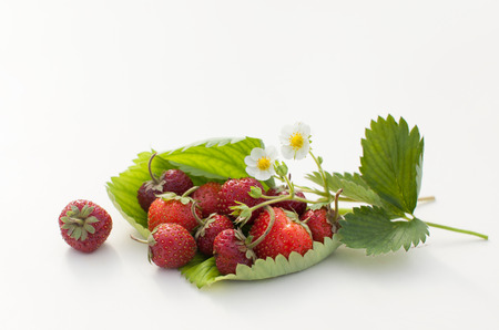 Garden berries on white background. The harvest of berries. Copy space textの写真素材