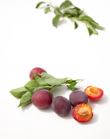 Garden plum with branches on the table in the garden. Place to insert text.の写真素材
