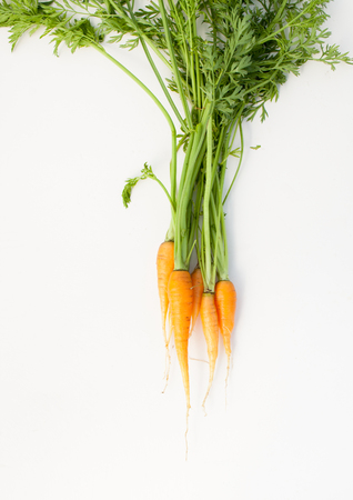 The first carrot harvest. Useful properties of young vegetables from your garden.の写真素材