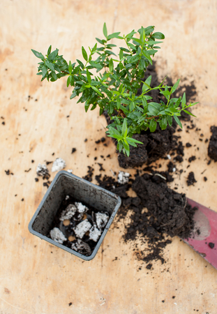 Transplanting plants in the garden. Cultivation of medicinal herbs. Place for text.の写真素材