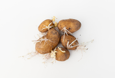 Background image with sprouted potatoes. Place for text.の写真素材