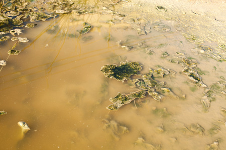 Plants in wetlands, estuaries and on the banks of rivers. Place for text.