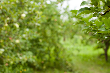 The background image of the garden is blurred