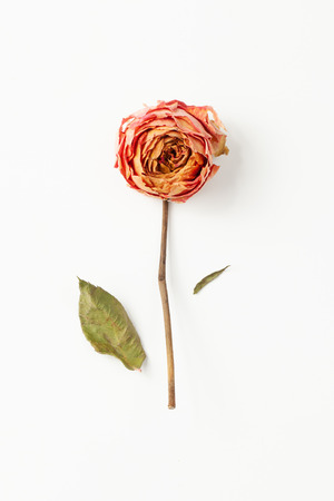 The use of dry rose flowerの写真素材