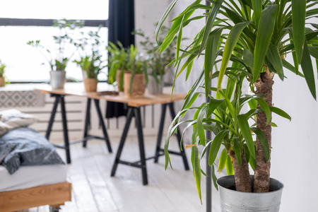 Potted plants on a wooden table in the interiorの写真素材
