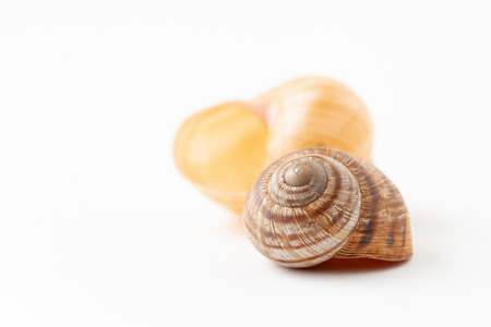 The  image of  shells. Copy space text