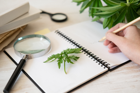 Creating a drawing of Botanical illustration based on collected forest herbs using a magnifying glass on the table. Study of herbs.の写真素材