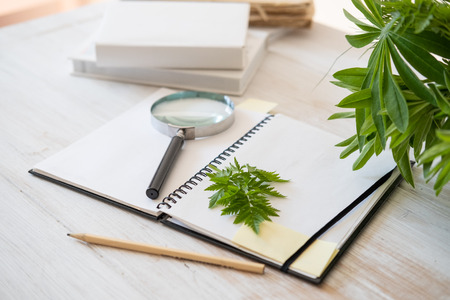Creating a drawing of Botanical illustration based on collected forest herbs using a magnifying...