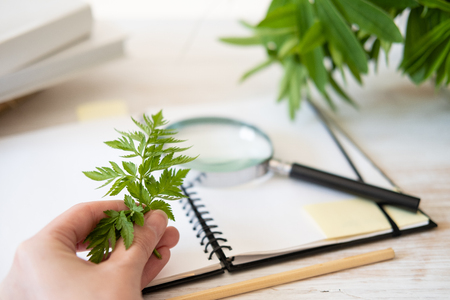 Creating a drawing of Botanical illustration based on collected forest herbs using a magnifying glass on the table. Study of herbs.の写真素材