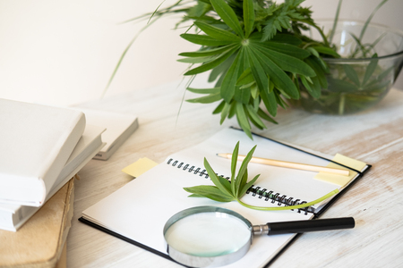 Creating a drawing of Botanical illustration based on collected forest herbs using a magnifying glass on the table. Study of herbs.の写真素材