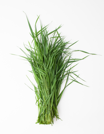 Green grass for insertion into Botanical design. Copy space text