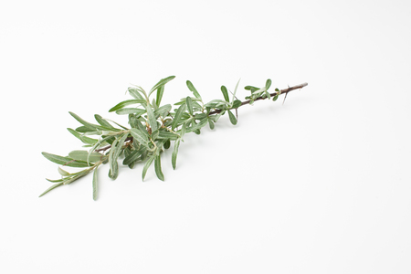 Fresh green sprig of sea buckthorn with thorns on whiteの写真素材
