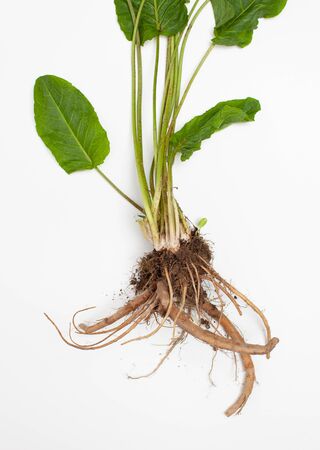 Pack of rhizomes Rumex crispus (yellow dock) with green fresh leaves on white. Top view.の写真素材