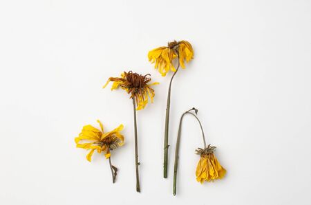 Dry yellow chrysanthemum flowers are used in Parkinson's disease and cosmetology. Copy space textの写真素材