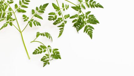 Hemlock poison plant twigs with small lace leaves on a white background. Background image with space for inserting text.の写真素材