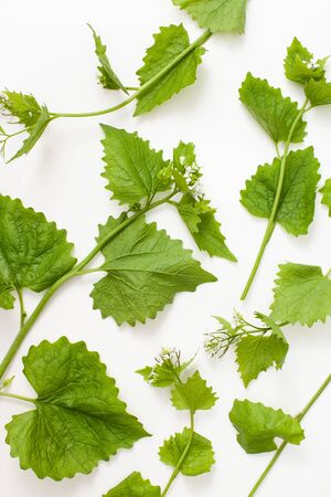 Background image of meringue plants with white flowers on a white background. Plant background with large carved leaves and flowering plants.の写真素材