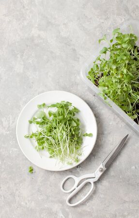 Fresh young daikon greens on a plate with a box of micro-greens for salad and raw vegetarian dishes. Copy space for textの写真素材