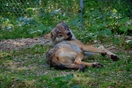 Lying wolf on the grassの写真素材