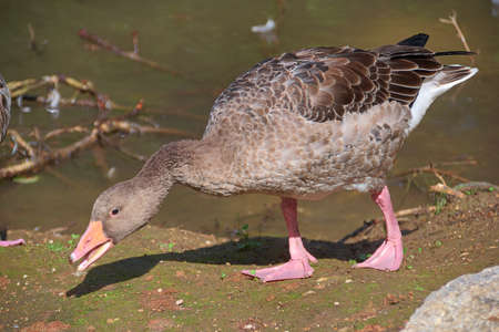 gray goose looking for foodの写真素材