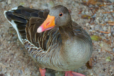 gray goose on the beachの写真素材