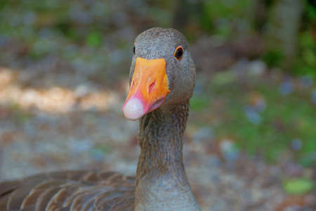 portrait of a goose, close up of a gooseの写真素材