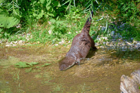 Otter that is diving inの写真素材