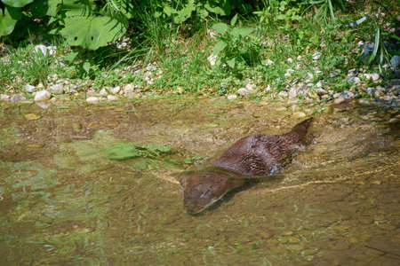 otter swimming in the waterの写真素材