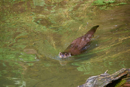otter swims in the waterの写真素材