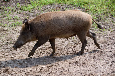 wild boar in the woodsの写真素材