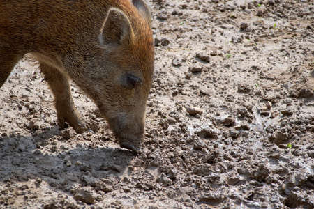 wild boar in the woodsの写真素材