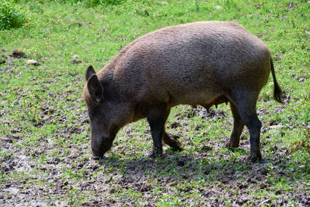wild boar in the grassの写真素材