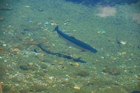 Trout swims in a pondの写真素材